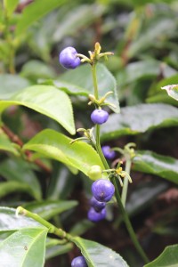 Cameron Highlands-029